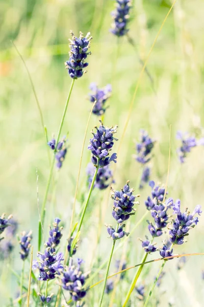 Flores Lavanda Luz Sol Foco Suave Cores Pastel Fundo Borrão — Fotografia de Stock