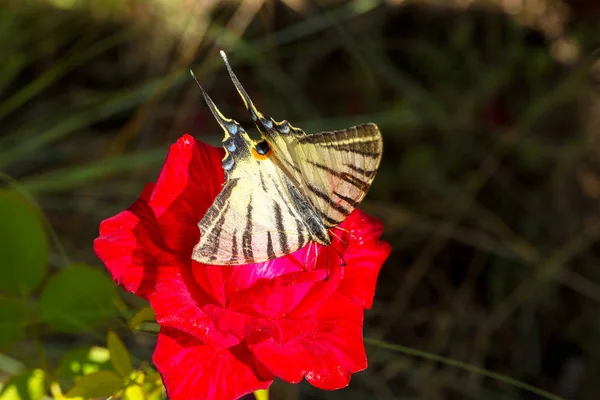 Borboleta Bonita Papilio Machaon Flor Vermelha Brilhante Fundo Natural Verão — Fotografia de Stock