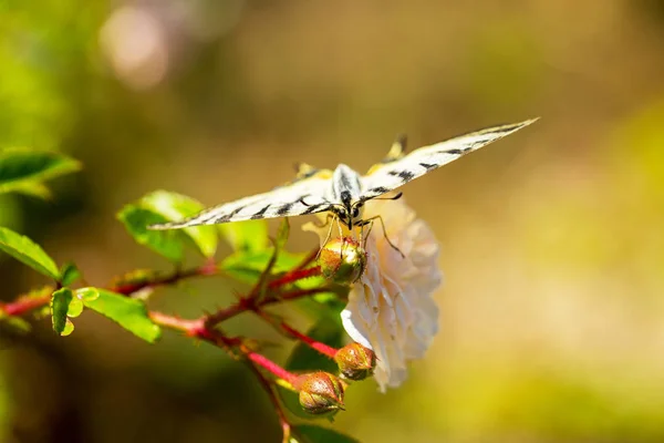 Prachtige Vlinder Papilio Machaon Heldere Rode Bloem Zomer Natuurlijke Achtergrond — Stockfoto