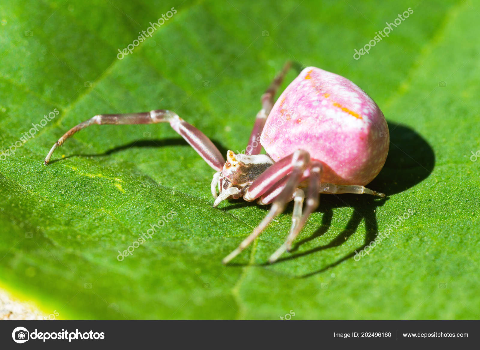 花のようにピンクのカニグモ科 ボート カニグモ科 選択と集中 ストック写真 C Elena Larina