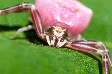 Çiçek pembe yengeç örümcek. Örümcek-tekne. Thomisidae. Seçici odak