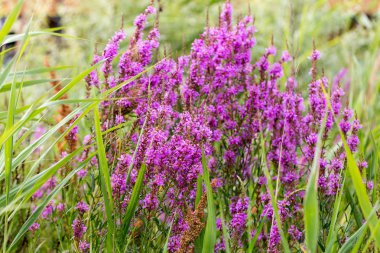 Ivan çay - tıbbi bitki closeup çiçek. Makro. Yumuşak seçici odak