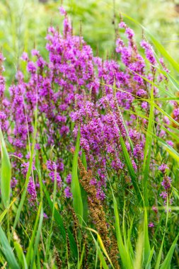 Ivan çay - tıbbi bitki closeup çiçek. Makro. Yumuşak seçici odak