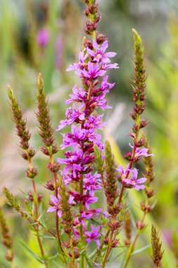 Ivan çay - tıbbi bitki closeup çiçek. Makro. Yumuşak seçici odak