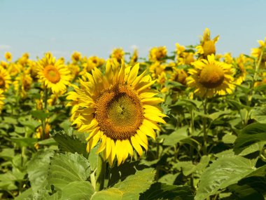 Sarı ayçiçekleri. Ayçiçeği tarlası, kırsal alan.
