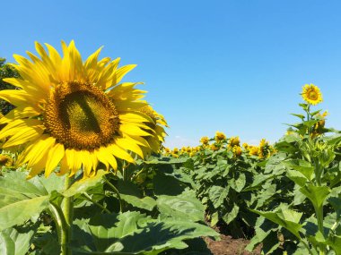 Sarı ayçiçekleri. Ayçiçeği tarlası, kırsal alan.