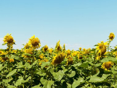 Sarı ayçiçekleri. Ayçiçeği tarlası, kırsal alan.