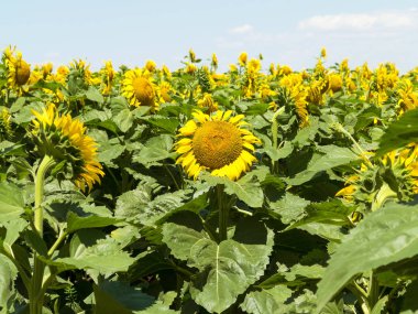 Sarı ayçiçekleri. Ayçiçeği tarlası, kırsal alan.