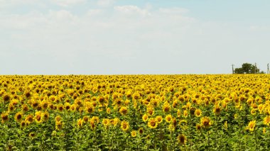Sarı ayçiçekleri. Ayçiçeği tarlası, kırsal alan.