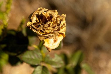 Eski Güller, gül üzerinde yumuşak seçici odak solmuş. İnanılmaz güzel çiçek.