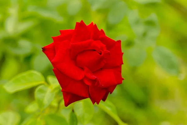 Ogrodowe Czerwony Kwiat Róży Tle Zielonej Trawy Kwiatów Niesamowite Czerwona — Zdjęcie stockowe