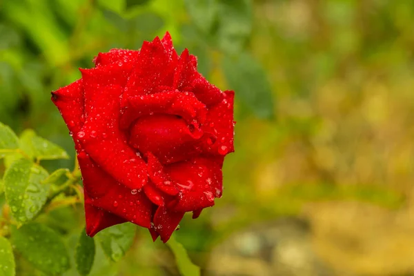 Ogrodowe Czerwony Kwiat Róży Wody Spadnie Tle Zielonej Trawie Kwiatów — Zdjęcie stockowe