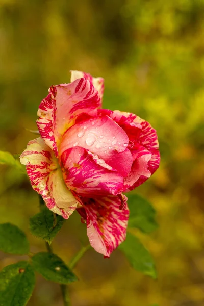 Ogród Różowy Kwiat Róży Wody Spadnie Tle Zielonej Trawie Kwiatów — Zdjęcie stockowe