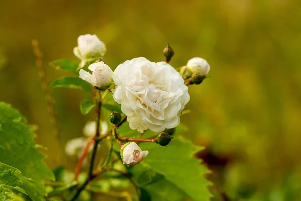 Jardín Flor Blanca Rosa Con Gotas Agua Sobre Fondo Hierba —  Fotos de Stock