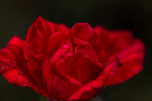 Červené Růže Květ Vodou Kapky Zelené Trávě Pozadí Květiny Čerstvé — Stock fotografie