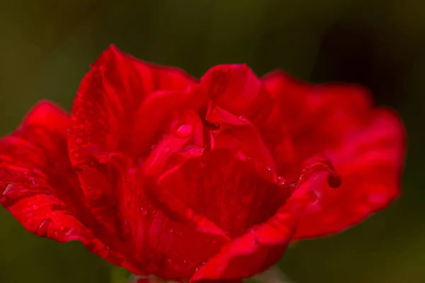 Ogrodowe Czerwony Kwiat Róży Wody Spadnie Tle Zielonej Trawie Kwiatów — Zdjęcie stockowe