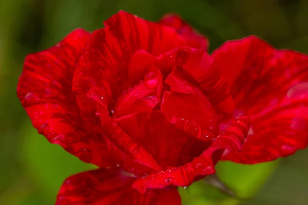 Červené Růže Květ Vodou Kapky Zelené Trávě Pozadí Květiny Čerstvé — Stock fotografie