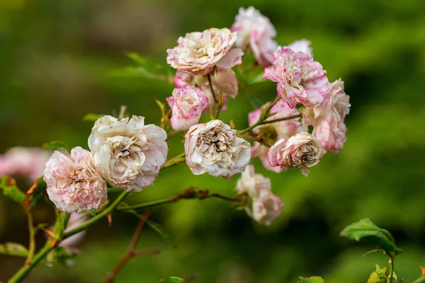 Rosas Rosadas Profundas Enfoque Selectivo Rosa Increíblemente Hermosa Flor —  Fotos de Stock