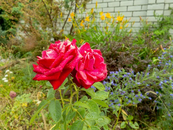 Giardino Rosa Rossa Fiore Con Gocce Acqua Sfondo Verde Erba — Foto Stock