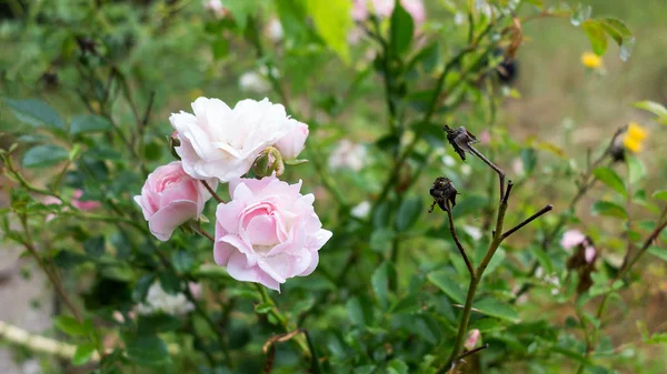 Jardín Flor Rosa Roja Sobre Fondo Hierba Verde Flores Increíble —  Fotos de Stock