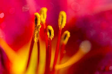 Güzel arka plan stamens ve pistil Bahçe lily çiçek ile. Makro çekim. Yumuşak seçici odak.