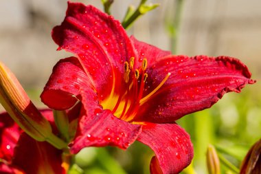 Bahçe kırmızı lily çiçekler yaz yağmur ıslak. Zambak bahçesinde. Yumuşak seçici odak