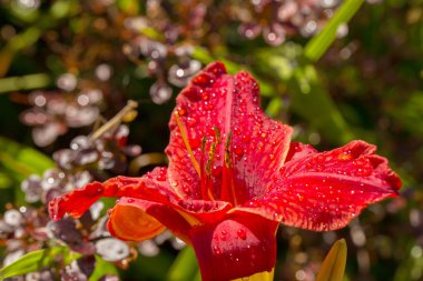 Bahçe kırmızı lily çiçekler yaz yağmur ıslak. Zambak bahçesinde. Yumuşak seçici odak