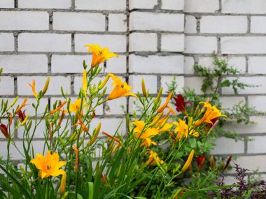 Bahçe kırmızı ve sarı zambak çiçekler yaz bahçesinde