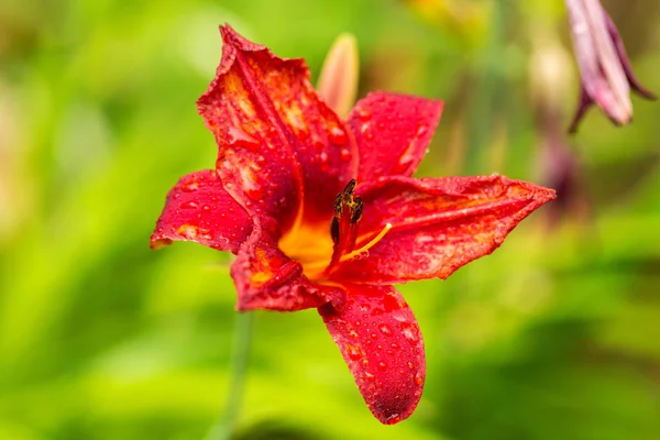 Garten Rote Lilie Blüht Nass Vom Sommerregen Lilien Garten Weiche — Stockfoto