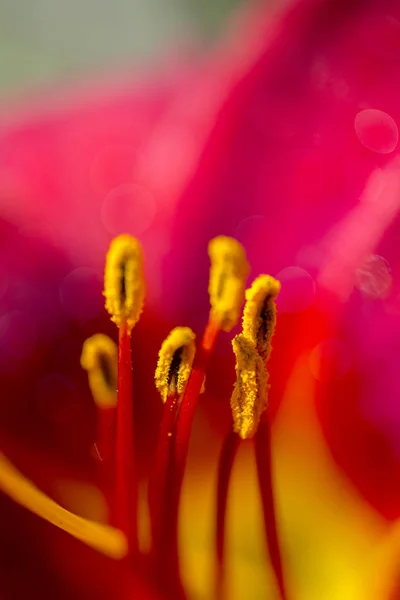 Όμορφο Φόντο Στήμονες Και Ύπερο Κρίνος Κήπων Λουλουδιών Μακροεντολή Γυρίσματα — Φωτογραφία Αρχείου
