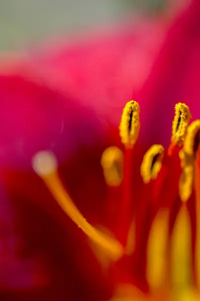 Güzel Arka Plan Stamens Pistil Bahçe Lily Çiçek Ile Makro — Stok fotoğraf