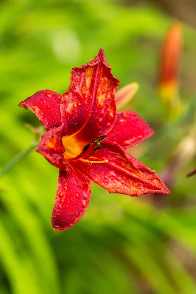 Garten Rote Lilie Blüht Nass Vom Sommerregen Lilien Garten Weiche — Stockfoto
