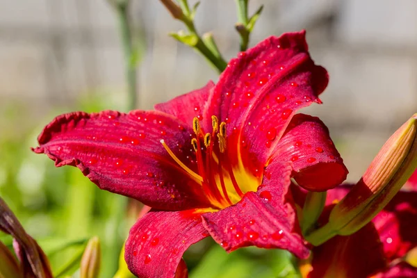 Jardim Flores Lírio Vermelho Molhado Partir Chuva Verão Lírios Jardim — Fotografia de Stock