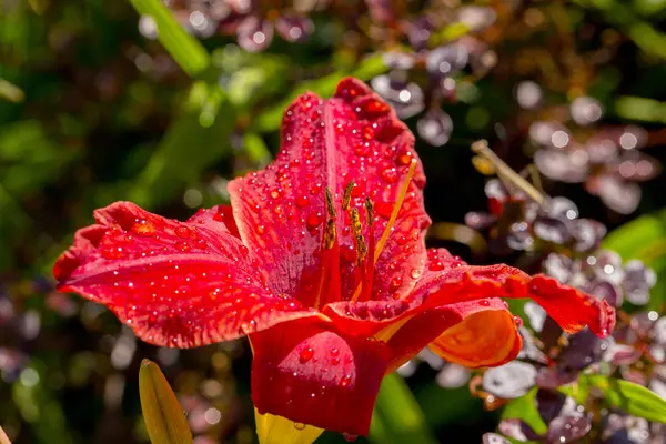 Jardim Flores Lírio Vermelho Molhado Partir Chuva Verão Lírios Jardim — Fotografia de Stock