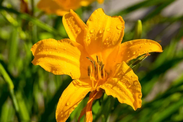 Garten Gelbe Lilie Blüht Nass Vom Sommerregen Lilien Garten Weiche — Stockfoto