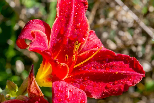 Jardim Flores Lírio Vermelho Molhado Partir Chuva Verão Lírios Jardim — Fotografia de Stock