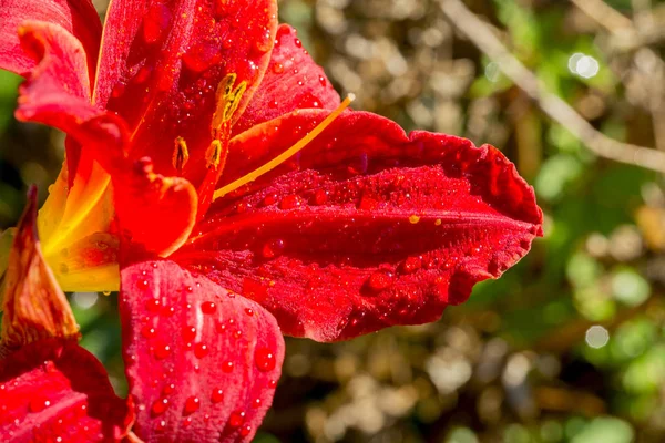 Jardim Flores Lírio Vermelho Molhado Partir Chuva Verão Lírios Jardim — Fotografia de Stock