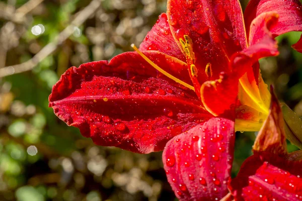 Κόκκινο Κρίνο Λουλούδια Βρεγμένο Από Βροχή Καλοκαίρι Κρίνα Στον Κήπο — Φωτογραφία Αρχείου