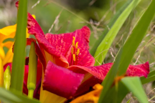 Schöne Blume Der Roten Lilie Der Sonne Lilien Garten Weiche — Stockfoto