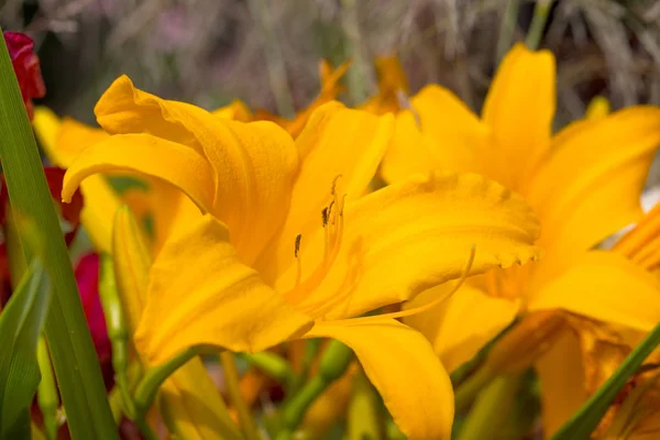 Garten Gelbe Lilie Blüht Nass Vom Sommerregen Lilien Garten Weiche — Stockfoto