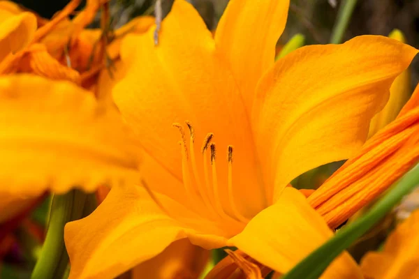 Beautiful Flower of yellow lily in sun. Lilies in garden. Soft selective focus