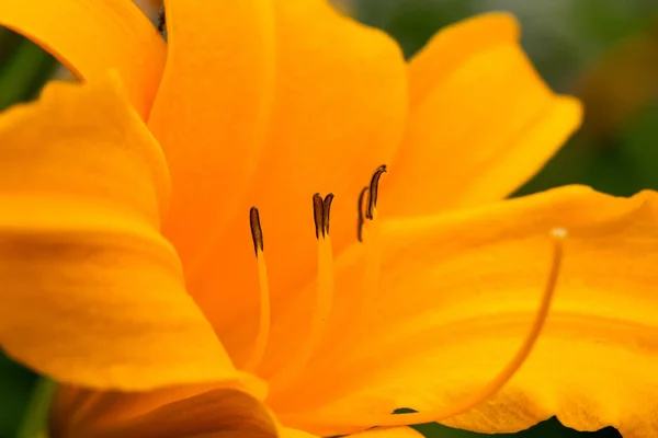 Linda Flor Lírio Amarelo Sol Lírios Jardim Foco Seletivo Suave — Fotografia de Stock