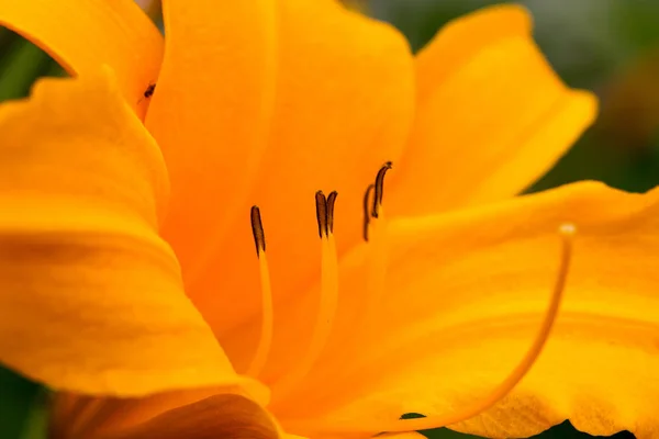 Linda Flor Lírio Amarelo Sol Lírios Jardim Foco Seletivo Suave — Fotografia de Stock