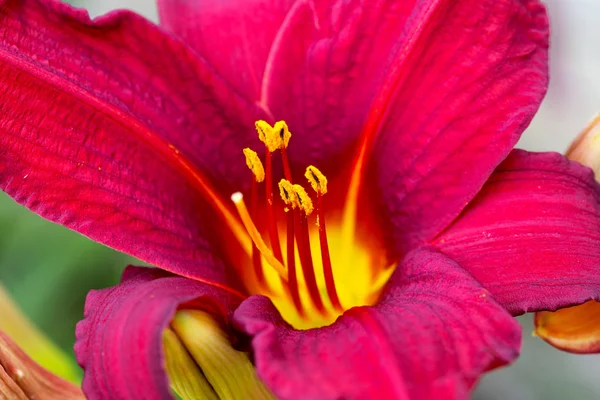 Schöne Blume Der Roten Lilie Der Sonne Lilien Garten Weiche — Stockfoto
