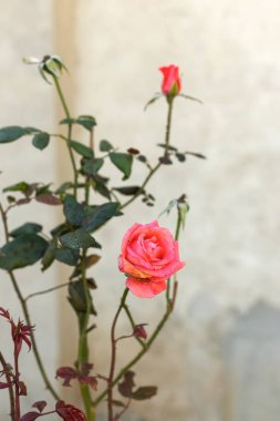 Arka planda yeşil çim Bahçe kırmızı gül çiçek. çiçekler. Kırmızı şaşırtıcı yükseldi. Yumuşak seçici focu