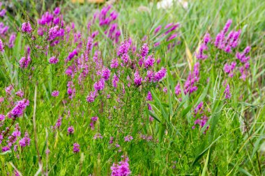 Ivan çay - tıbbi bitki closeup çiçek. Makro. Yumuşak seçici odak