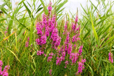 Ivan çay - tıbbi bitki closeup çiçek. Makro. Yumuşak seçici odak