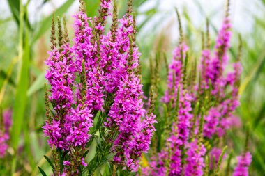 Ivan çay - tıbbi bitki closeup çiçek. Makro. Yumuşak seçici odak