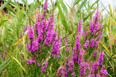 Ivan çay - tıbbi bitki closeup çiçek. Makro. Yumuşak seçici odak