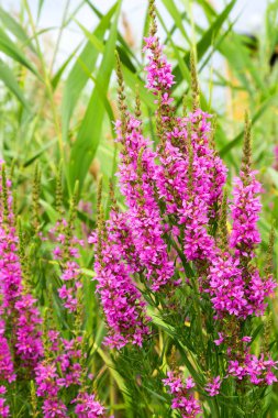 Ivan çay - tıbbi bitki closeup çiçek. Makro. Yumuşak seçici odak